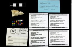 Foto (Objekt + Etikett) von Decapoda indet.  (NHMW-GEO-1990-0041-2992b)